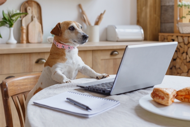 ネットで検索する犬